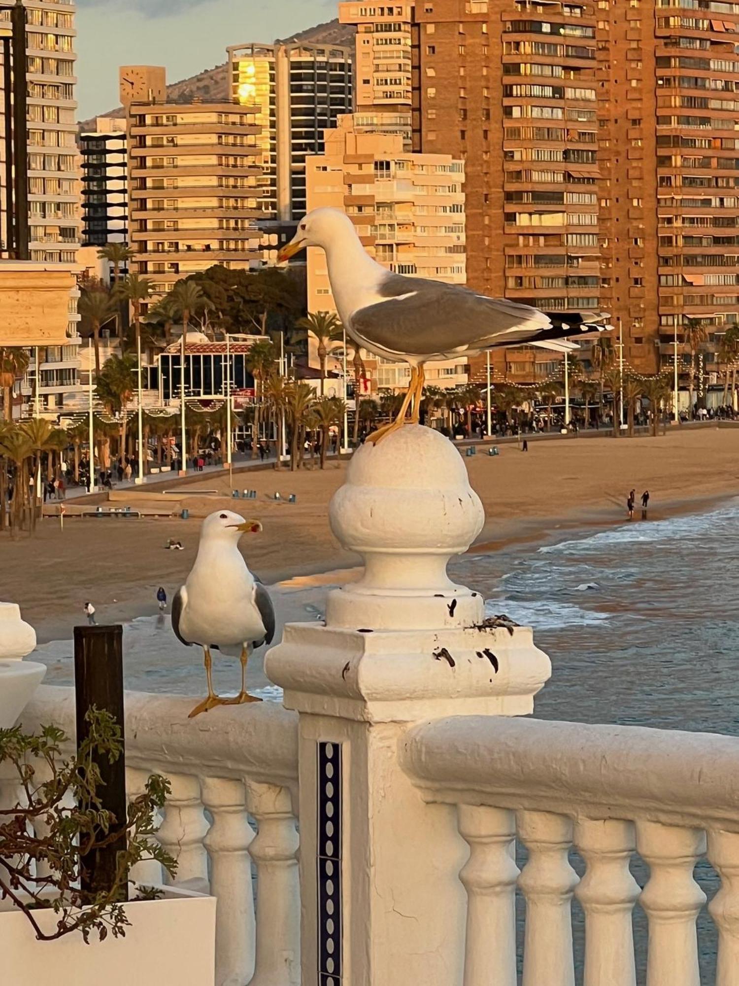 Benilove, En Playa Apartamento *